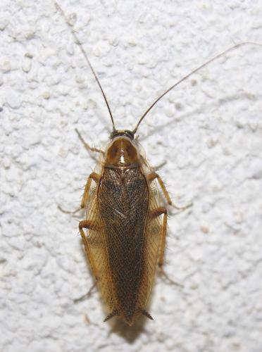 Réf. 221 027 : Ectobius sp.